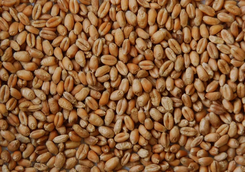गेहूं के दानों का पास से लिया फ़ाइल चित्र